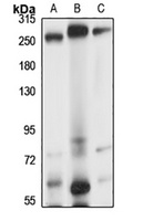 Centriolin Rabbit Polyclonal Antibody