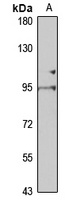 COG4 Rabbit Polyclonal Antibody