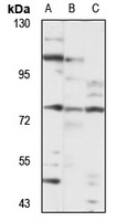 COLGALT1 Antibody