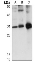 COMTD1 Antibody