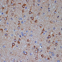 COPG2 antibody