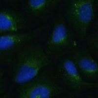 Anti-COPG2 Antibody