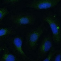 Anti-COPG2 Antibody