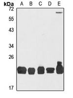 CSN8 Antibody