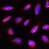 CSN8 Antibody
