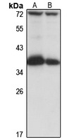 COQ9 Antibody