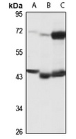 Carboxypeptidase A4 Antibody