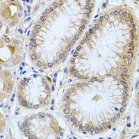 Carboxypeptidase M antibody