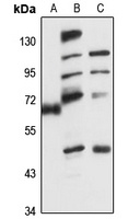 Copine-3 Antibody