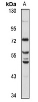CREB3L3 Antibody