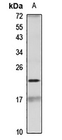 Beta-A4 crystallin Rabbit Polyclonal Antibody