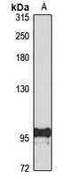 CD114 Rabbit Polyclonal Antibody