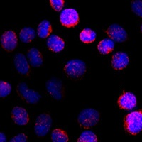 Cytochrome P450 19A1 antibody