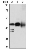 Cytohesin 1 Antibody
