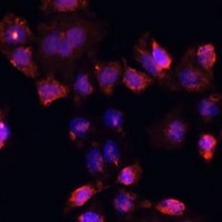 DAZL antibody