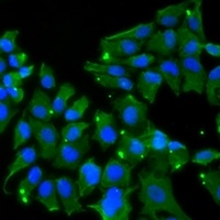 Anti-Drebrin Antibody