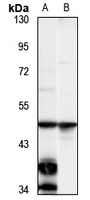 WDR40A Antibody