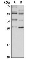 DCUN1D1 Antibody