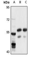 DDC Antibody