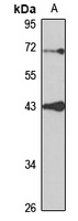 DHCR7 Rabbit Polyclonal Antibody