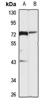 DLL4 Rabbit Polyclonal Antibody