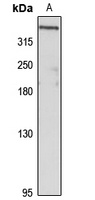 Dystrophin Rabbit Polyclonal Antibody