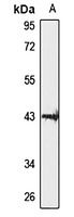 DNAJC18 Antibody