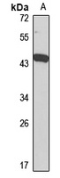 DPEP1 Antibody