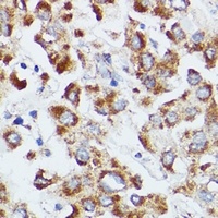dUTPase Antibody