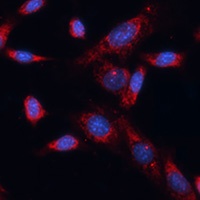 Dishevelled 1 antibody