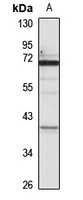 E2F5 Rabbit Polyclonal Antibody