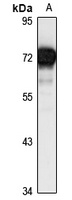 SELB Rabbit Polyclonal Antibody