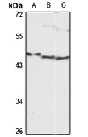 EF-CAB4B Antibody