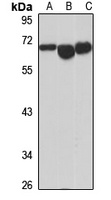EHD2 Rabbit Polyclonal Antibody
