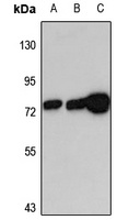EHD4 Antibody