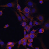 EIF2B antibody