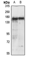 EIF4ENIF1 Antibody