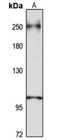 eIF4GII Rabbit Polyclonal Antibody