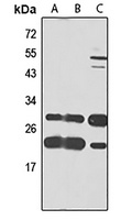 eIF4H Antibody