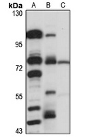 ELTD1 Antibody