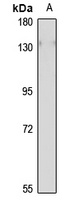 EMILIN-1 Rabbit Polyclonal Antibody