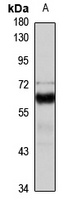 CD39L3 Rabbit Polyclonal Antibody