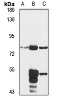 LALP70 Rabbit Polyclonal Antibody