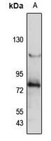 L-RAP Rabbit Polyclonal Antibody