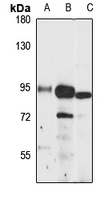 ERCC3 Antibody