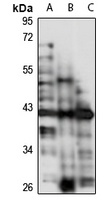 F8A1 Antibody