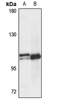 FAM13A Antibody
