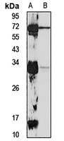 FAM64A Antibody