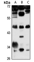 FBL14 Rabbit Polyclonal Antibody