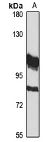 FBXO42 Antibody